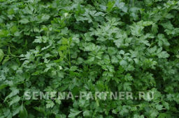 Петрушка листовая Итальянский гигант - Партнер фото 6