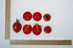 Томат Летний Бал - Партнер фото 5