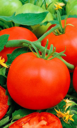 Томат ЭНЕРГО F1 Сверхурожайный! Невероятно сладкие плоды! Пластичный! Красивый! Засолочный!