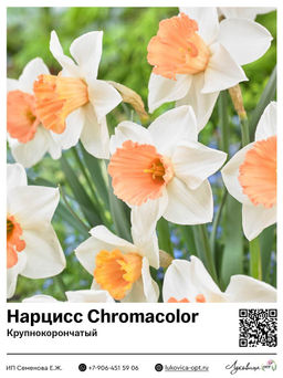 Нарцисс Chromacolor (Крупнокорончатый)
