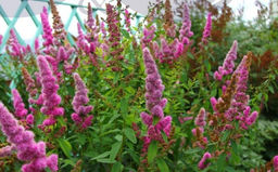 Спирея Билларда С5