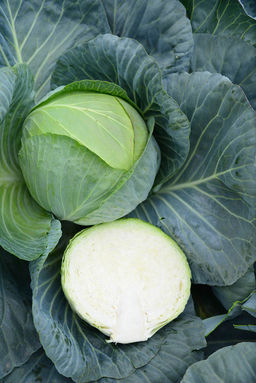 Капуста белокочанная Застольный F1 (сер.Домаш.заготовка) (А) (ЦВ) 0,2гр - Поиск фото 2