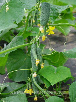 Огурец партенокарпический Шторм - Партнер фото 6