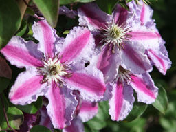 Клематис Тюдор - Долина роз фото 3