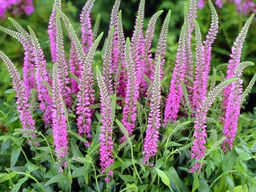 Вероника колосковая розовая