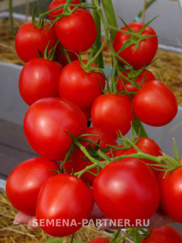 Томат Лолита - Партнер фото 4