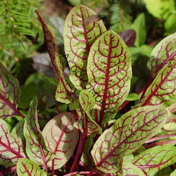 c849671a80aaabdd66b9fb20091add7e894u8rarlhehp658