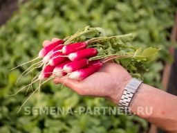 Редис Слава - Партнер фото 4