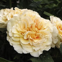 Роза чайно-гибридная Комтесса