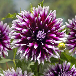 ГЕОРГИНА Клер Обскур Разбор I Кол-во упак., шт 1