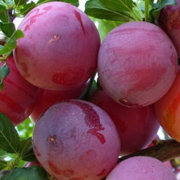 Слива Суперкрасная домашняя (саженец с этикеткой) 1шт