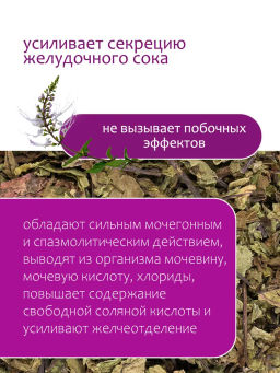 Ортосифон (почечный) - Травы горного крыма фото 2