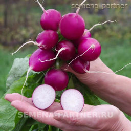 Редис Виолетта - Партнер фото 3