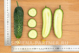 Огурец партенокарпический Уран - Партнер фото 8