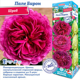 Роза Пале Бирон (Шраб) 1шт