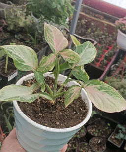 Сингониум Розовый всплеск (редкость!) в кашпо со вставкой