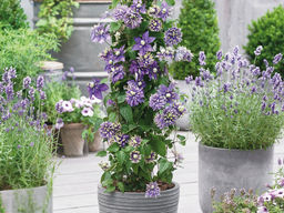 Клематис Тайга - Долина роз фото 3