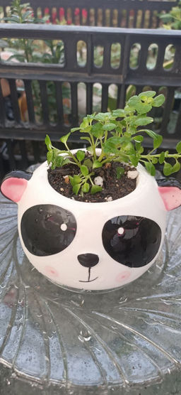 Пилея Депресса в керамическом кашпо Панда