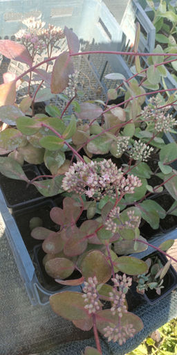 Седум (очиток) видный Матрона - 1000корней фото 2