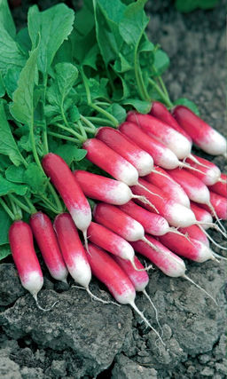 Редис ДЖИГИТ  Дружная отдача урожая! Мякоть нежная, сочная и хрустящая! Урожайность до 3,2 кг/м.кв!