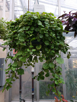 Плектрантус (скандинавский плющ) (от 15см) - 1000корней фото 2