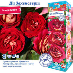 Роза Ди Зехенсверт (Флорибунда) 1шт