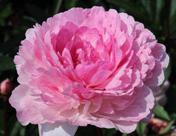 ПИОН Питертье Вринд Разбор 2/3 n Кол-во упак., шт 1