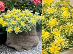 Очиток такесимский Атлантис - Долина роз фото 4