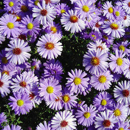 Астра кустарниковая (смесь) смесь сортов и гибридов 1 год ЗКС тара 0,5л