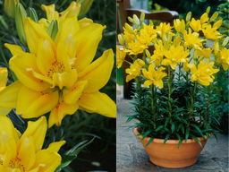 Лилия Фата Моргана