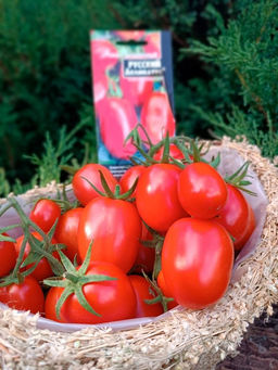 Томат ЗАСОЛОЧНЫЙ РУССКИЙ ДЕЛИКАТЕС Скороспелый! Сверхурожайный! Невероятно вкусный и ароматный! - Уральский дачник фото 4