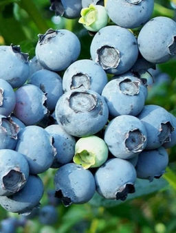 Голубика Блюкроп С5 3 года