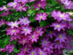 Клематис Какио - Долина роз фото 2