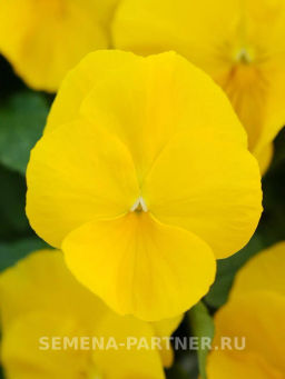 Виола ампельная Кул Вэйв Голден Еллоу - Партнер фото 3