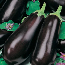 6194U Баклажан Диамант F1 5шт