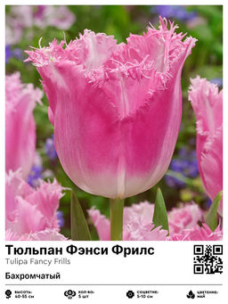 Тюльпан Фэнси Фрилс (Бахромчатый)
