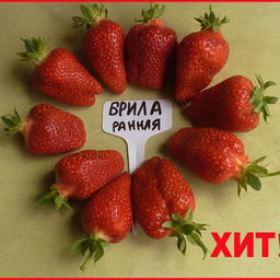 Брилла (ранняя) крупная, как картошка