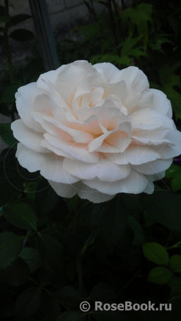 Личвилд Энжел