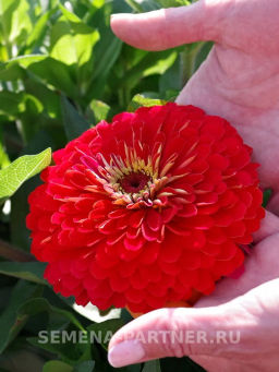 Цинния георгиновидная Сочные тропики Нью-Йоркер - Партнер фото 3