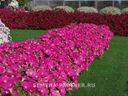 Петуния Зацветёт Short Фрешбэрри многоцветковая каскадная - Партнер фото 5