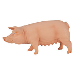 Свинья, самка
