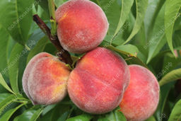 Персик Донской морозоустойчивый