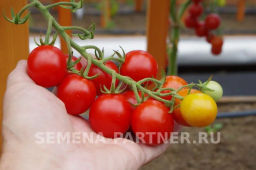 Томат Шоу Мен - Партнер фото 7