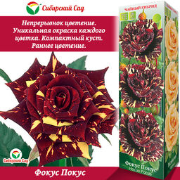 Роза Фокус Покус (Чайно-гибридная) 1шт