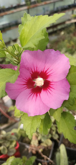 Гибискус сирийский (30-50 см) - 1000корней фото 3