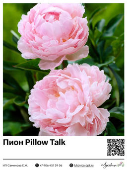 Пион Pillow Talk