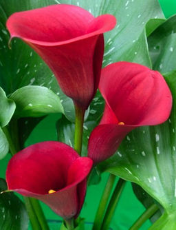 КАЛЛА Маджестик Рэд Разбор 12/14 Кол-во упак., шт 2