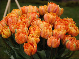 Тюльпан MONTE ORANGE (Монте Оранж)