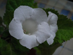 Глоксиния Mont Blanc (Монт Бланк) - Долина роз фото 2