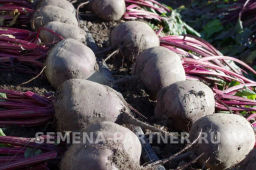 Свекла Двусемянная ТСХА - Партнер фото 4